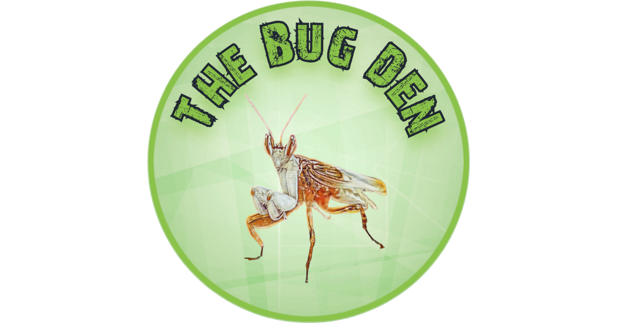 Natural Décor – The Bug Den